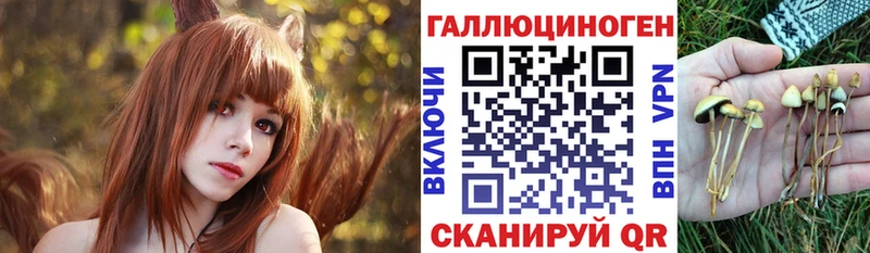 Псилоцибиновые грибы Psilocybe Зеленоградск